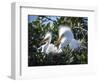 Great egret chicks, Florida, USA.-Maresa Pryor-Framed Photographic Print