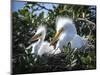 Great egret chicks, Florida, USA.-Maresa Pryor-Mounted Photographic Print