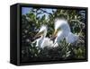 Great egret chicks, Florida, USA.-Maresa Pryor-Framed Stretched Canvas