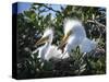 Great egret chicks, Florida, USA.-Maresa Pryor-Stretched Canvas