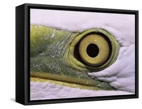 Great Egret, Close up of Eye, Pusztaszer, Hungary-Bence Mate-Framed Stretched Canvas