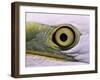 Great Egret, Close up of Eye, Pusztaszer, Hungary-Bence Mate-Framed Photographic Print