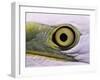 Great Egret, Close up of Eye, Pusztaszer, Hungary-Bence Mate-Framed Photographic Print