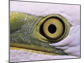 Great Egret, Close up of Eye, Pusztaszer, Hungary-Bence Mate-Mounted Photographic Print