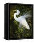 Great egret courtship, Florida, USA.-Maresa Pryor-Framed Stretched Canvas