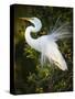 Great egret courtship, Florida, USA.-Maresa Pryor-Stretched Canvas