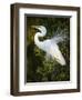 Great egret courtship, Florida, USA.-Maresa Pryor-Framed Photographic Print