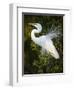Great egret courtship, Florida, USA.-Maresa Pryor-Framed Photographic Print
