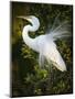 Great egret courtship, Florida, USA.-Maresa Pryor-Mounted Photographic Print