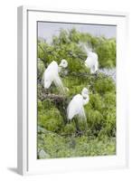 Great Egret Displaying Breeding Plumage at Nest Colony-Larry Ditto-Framed Photographic Print