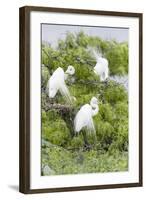 Great Egret Displaying Breeding Plumage at Nest Colony-Larry Ditto-Framed Photographic Print