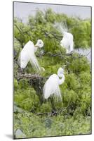 Great Egret Displaying Breeding Plumage at Nest Colony-Larry Ditto-Mounted Photographic Print