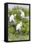 Great Egret Displaying Breeding Plumage at Nest Colony-Larry Ditto-Framed Stretched Canvas