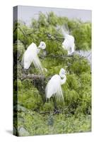 Great Egret Displaying Breeding Plumage at Nest Colony-Larry Ditto-Stretched Canvas
