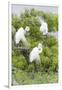 Great Egret Displaying Breeding Plumage at Nest Colony-Larry Ditto-Framed Premium Photographic Print