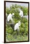 Great Egret Displaying Breeding Plumage at Nest Colony-Larry Ditto-Framed Premium Photographic Print