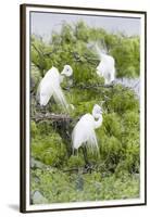 Great Egret Displaying Breeding Plumage at Nest Colony-Larry Ditto-Framed Premium Photographic Print