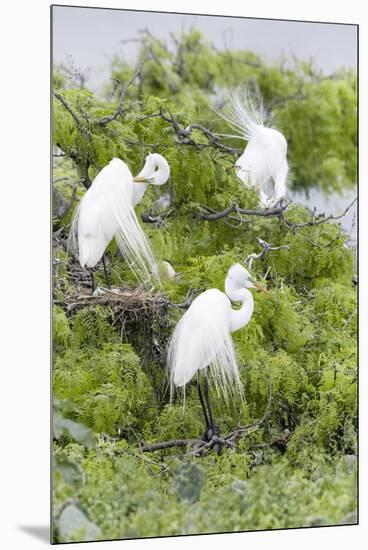 Great Egret Displaying Breeding Plumage at Nest Colony-Larry Ditto-Mounted Premium Photographic Print