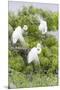 Great Egret Displaying Breeding Plumage at Nest Colony-Larry Ditto-Mounted Premium Photographic Print