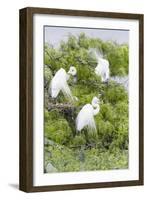 Great Egret Displaying Breeding Plumage at Nest Colony-Larry Ditto-Framed Photographic Print