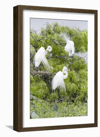 Great Egret Displaying Breeding Plumage at Nest Colony-Larry Ditto-Framed Photographic Print