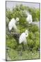 Great Egret Displaying Breeding Plumage at Nest Colony-Larry Ditto-Mounted Photographic Print