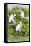 Great Egret Displaying Breeding Plumage at Nest Colony-Larry Ditto-Framed Stretched Canvas
