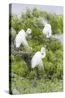 Great Egret Displaying Breeding Plumage at Nest Colony-Larry Ditto-Stretched Canvas