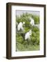 Great Egret Displaying Breeding Plumage at Nest Colony-Larry Ditto-Framed Photographic Print