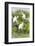 Great Egret Displaying Breeding Plumage at Nest Colony-Larry Ditto-Framed Photographic Print