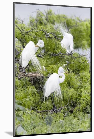 Great Egret Displaying Breeding Plumage at Nest Colony-Larry Ditto-Mounted Photographic Print