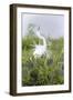 Great Egret Displaying Breeding Plumage at Nest Colony-Larry Ditto-Framed Photographic Print