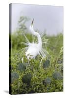 Great Egret Displaying Breeding Plumage at Nest Colony-Larry Ditto-Stretched Canvas