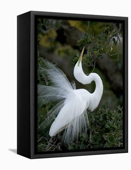 Great Egret Exhibiting Sky Pointing on Nest, St. Augustine, Florida, USA-Jim Zuckerman-Framed Stretched Canvas