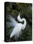 Great Egret Exhibiting Sky Pointing on Nest, St. Augustine, Florida, USA-Jim Zuckerman-Stretched Canvas