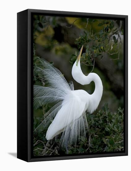 Great Egret Exhibiting Sky Pointing on Nest, St. Augustine, Florida, USA-Jim Zuckerman-Framed Stretched Canvas
