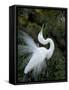 Great Egret Exhibiting Sky Pointing on Nest, St. Augustine, Florida, USA-Jim Zuckerman-Framed Stretched Canvas