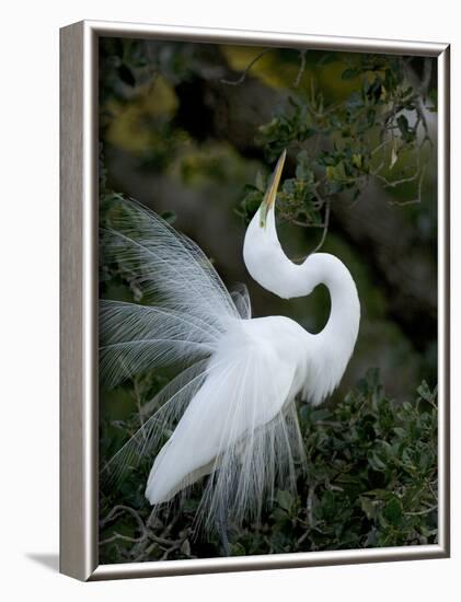 Great Egret Exhibiting Sky Pointing on Nest, St. Augustine, Florida, USA-Jim Zuckerman-Framed Photographic Print