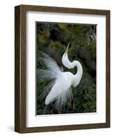 Great Egret Exhibiting Sky Pointing on Nest, St. Augustine, Florida, USA-Jim Zuckerman-Framed Photographic Print