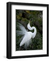 Great Egret Exhibiting Sky Pointing on Nest, St. Augustine, Florida, USA-Jim Zuckerman-Framed Photographic Print