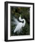 Great Egret Exhibiting Sky Pointing on Nest, St. Augustine, Florida, USA-Jim Zuckerman-Framed Photographic Print