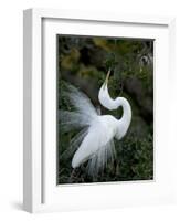 Great Egret Exhibiting Sky Pointing on Nest, St. Augustine, Florida, USA-Jim Zuckerman-Framed Photographic Print