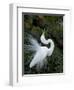 Great Egret Exhibiting Sky Pointing on Nest, St. Augustine, Florida, USA-Jim Zuckerman-Framed Photographic Print