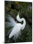 Great Egret Exhibiting Sky Pointing on Nest, St. Augustine, Florida, USA-Jim Zuckerman-Mounted Photographic Print