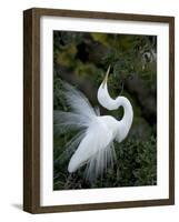 Great Egret Exhibiting Sky Pointing on Nest, St. Augustine, Florida, USA-Jim Zuckerman-Framed Photographic Print