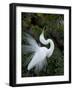 Great Egret Exhibiting Sky Pointing on Nest, St. Augustine, Florida, USA-Jim Zuckerman-Framed Photographic Print