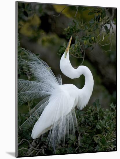 Great Egret Exhibiting Sky Pointing on Nest, St. Augustine, Florida, USA-Jim Zuckerman-Mounted Photographic Print