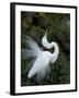 Great Egret Exhibiting Sky Pointing on Nest, St. Augustine, Florida, USA-Jim Zuckerman-Framed Photographic Print