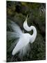Great Egret Exhibiting Sky Pointing on Nest, St. Augustine, Florida, USA-Jim Zuckerman-Mounted Photographic Print