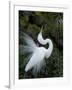 Great Egret Exhibiting Sky Pointing on Nest, St. Augustine, Florida, USA-Jim Zuckerman-Framed Photographic Print